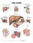 The Liver Anatomical Chart